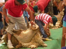phoca_thumb_l_fotosnoviembre2012 2080